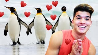 Adopting My Very Own Penguins!