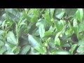 やまやすTV3.f4v