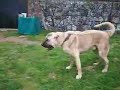 Kurt vs Kangal