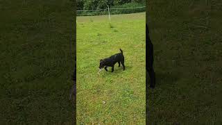 Bedfordshire Ratpack Pup Killing A Rat