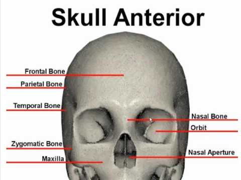 Anterior Bone Landmarks (Skull) - YouTube