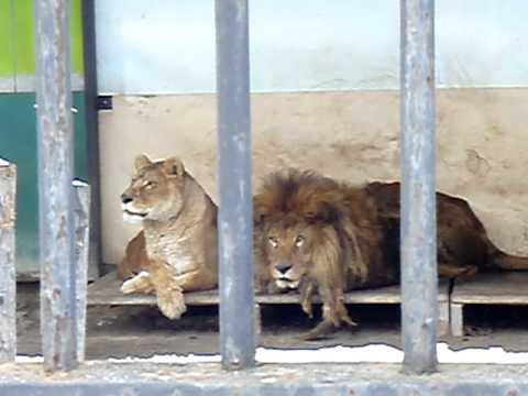 おびひろ動物園　2010．12．31　ライオン