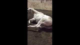 Horse With A Lot Of Gas