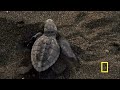 Animal Attack! Baby Sea Turtles