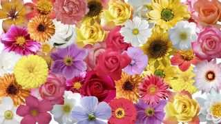 Where to Buy Wholesale Flowers For Wedding | Order Wholesale Flowers Online Wedding