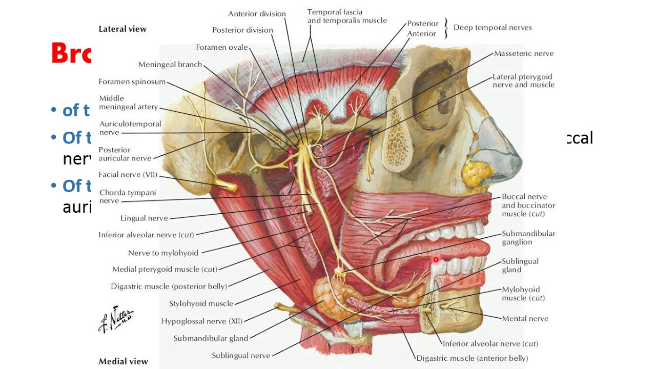 Nerve and facial nerve