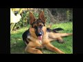 Rosco - German Shepherd Puppy - Part 1