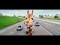 The Hangover - Part III (2013) Giraffe Scene