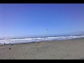 Long tail kite