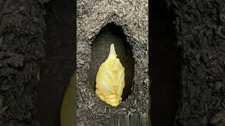 New Born Beetle Baby Beetle Being Born