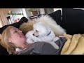 Funny cats, funny dogs - THE BEST