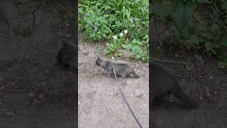 Кошка Гуляет На Поводке. The Cat Walks On A Leash #Shorts #Catvideos #Cat