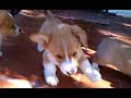 Six Corgi Puppies go outside for the first time!