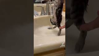 Giving My Foster Kittens A Flea Bath Pt.2
