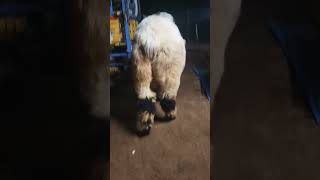 Big Size Macharla Sheep ..Masha Allah ...Sold From
