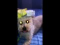 Puki images Puki