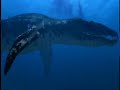 liopleurodon