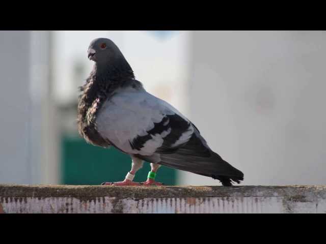 BUCHONES BALEARES JOSE SANCHEZ