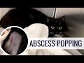 Cat Abscess Popping After Cat Fight