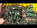 Cách Bắt Cá Bóng Trứng Triệu Con Trong Một Nốt Nhạc | Hoàng Linh Miền Tây