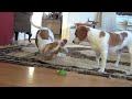 Dog Teaches Puppy How to Play with Lime : Cute Dog Maymo and Penny!