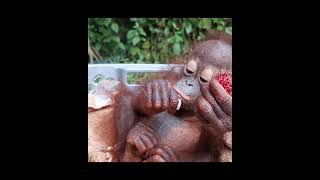 Young Orangutan Enjoying Rambutan.