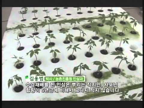 Hydroponic Ginseng "Nokyeopsam"-수경인삼 녹엽삼 - YouTube