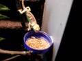 Chameleon Chameleon