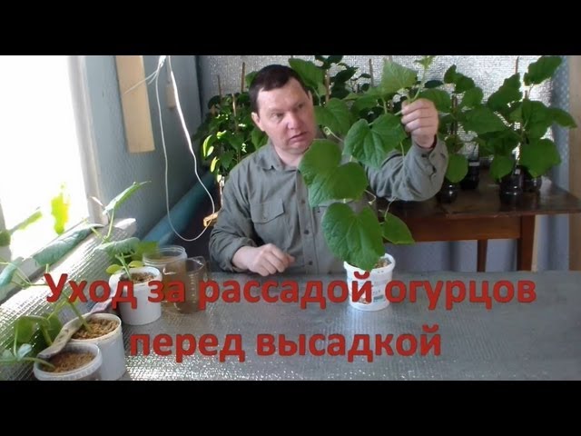 Теплица на балконе. 1000 кустов рассады на лоджии дома. парник..