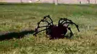 El Perro Araña (Spider-Dog) atrapado en video