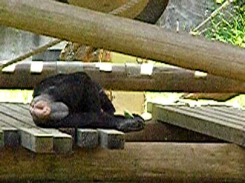 チンパンジーの赤ちゃん（多摩動物公園）04