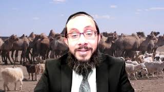 Vayishlah 5782 - Rav Yaakov Gabay