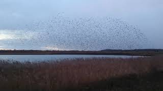 Starling Murmuration Rspb Fairburn Ings Uk Wf10 2Bh 30.11.2017
