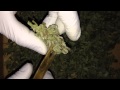 Trimming buds