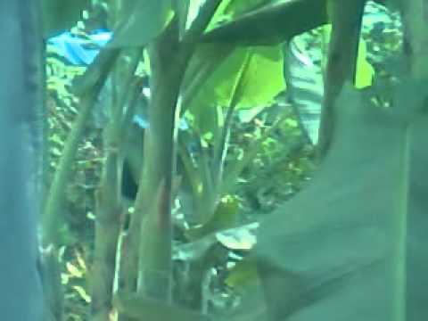 Bokep Indonesia Youtube | Electric Car Design
