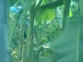 Mesum Di Kebun Pisang images Mesum Di Kebun Pisang