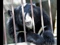The Farming of Bear Bile..