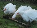 Видео Sebastopol Geese - Cheshire Poultry Sebastopol Goose Breeders UK