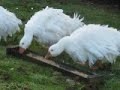 Video Sebastopol Geese - Cheshire Poultry Sebastopol Goose Breeders UK