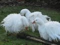 Sebastopol Geese - Cheshire Poultry Sebastopol Goose Breeders UK