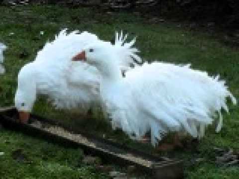 Sebastopol Geese - Cheshire Poultry Sebastopol Goose Breeders UK