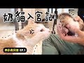 【黃阿瑪的後宮生活】奶貓入宮記!四小虎日常EP.1