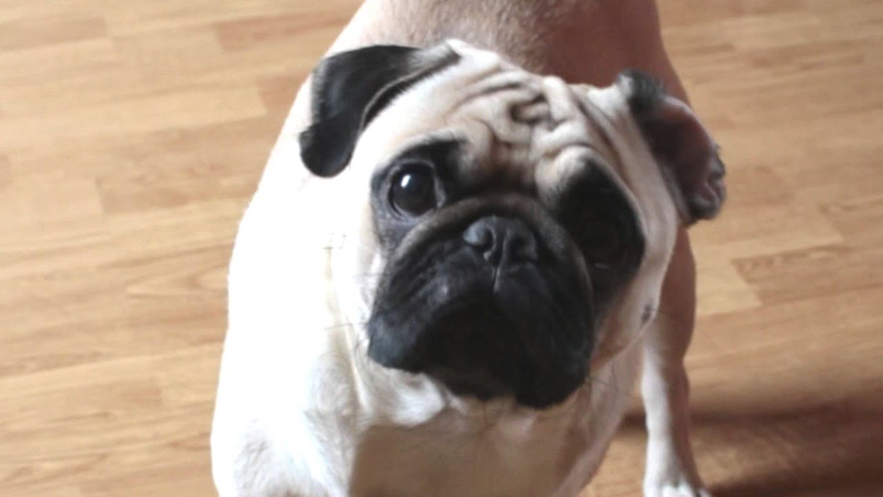dramatic pug dramatic pug dramatic pug dramatic pug