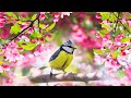 Relaxing Sleep Music: Deep Meditation Music,  Bird sounds ,  "Soothing Sounds of Nature" Tim Janis