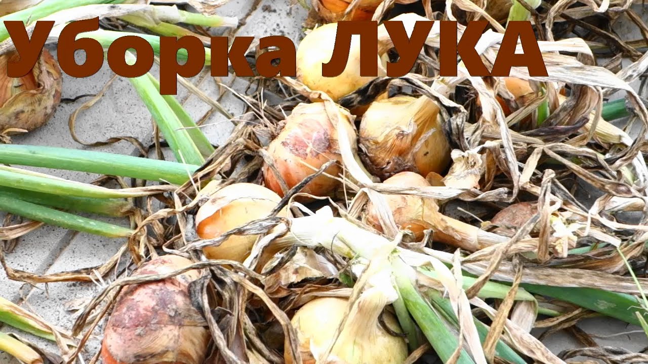 Как подготовить лук к хранению в домашних условиях Сад и огород 3 Как подготовить лук к хранению в домашних условиях Сад и огород 8