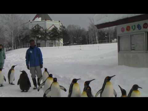 旭山動物園：ペンギンの散歩と白クマくん