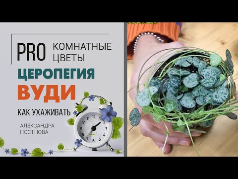 Церопегия вуди - неприхотливое и необычное ампельное комнатное растение | Секреты ухода