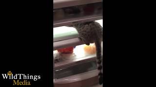 Super Curious Kitten!
