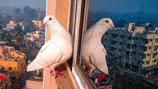 Beautiful White Homing Pigeon ❤ || Pigeon Reactions || #Pigeons #Shorts #whitepi