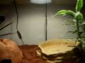 Ball python - Ball Pythons as pets Ball python - Ball Pythons as pets